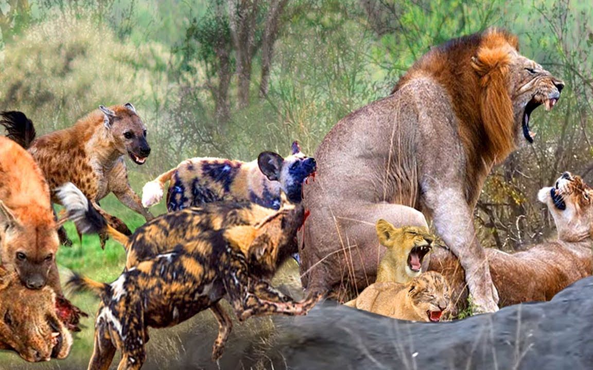 太阳惨遭雄狮逆袭，布克无力回天